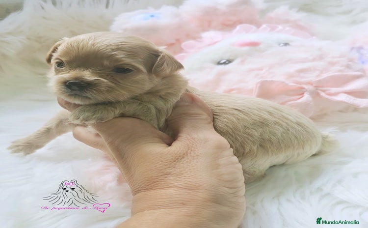 Maltipoo perros - Anuncio 3