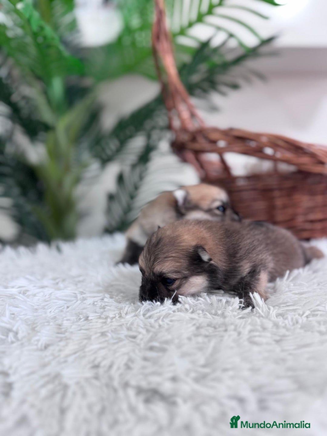 Pomerania perros en venta: POMERANIA MACHO - Imagen 5