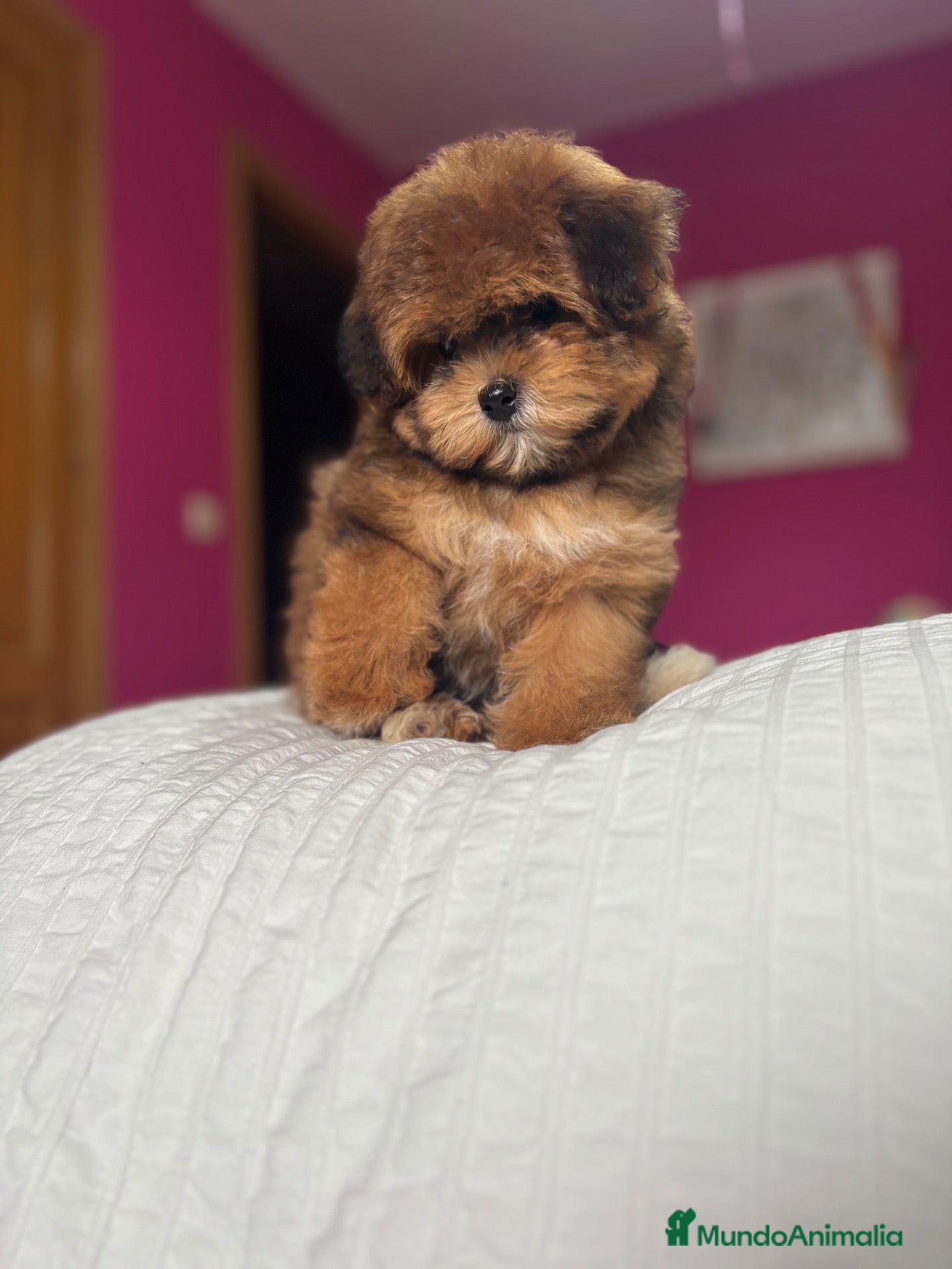 Maltipoo perros Maltipoo Hembra Toy colores chocolates!! - Anuncio 2
