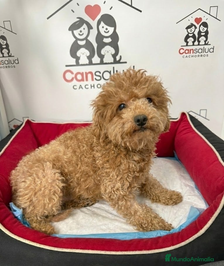 Caniche Enano perros caniche - Anuncio 1