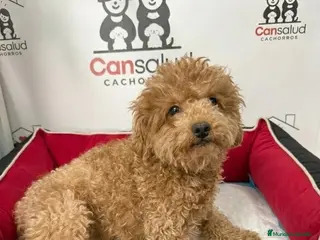 Caniche Enano perros caniche - Anuncio 1