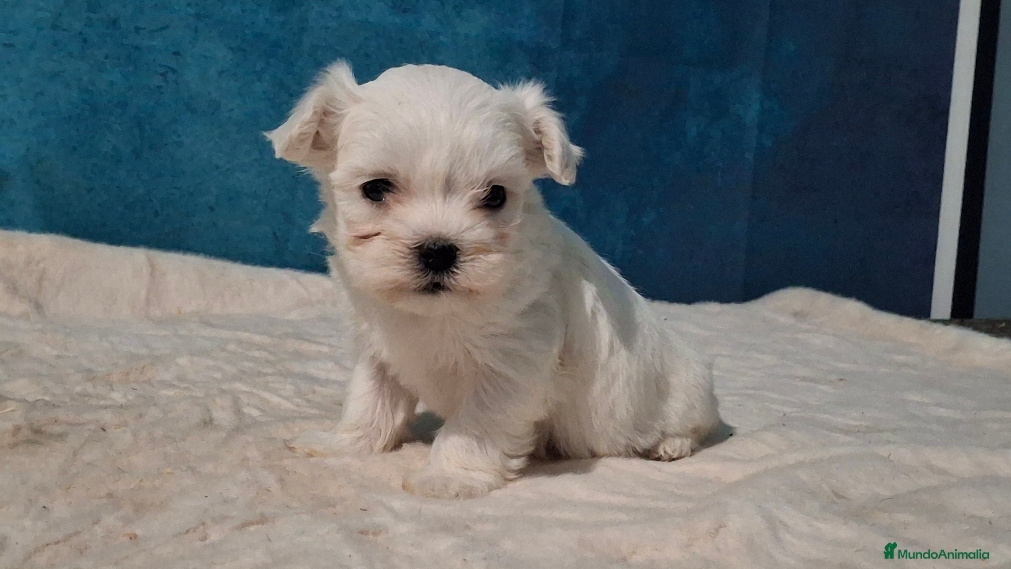 Bichón Maltés Mini en venta en Valladolid | MundoAnimalia