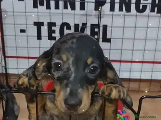 Teckel Miniatura perros Teckel miniatura - Anuncio 30