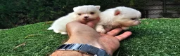 Pomerania perros en venta: Cachorritos Pomerania mini toy - Anuncio 2