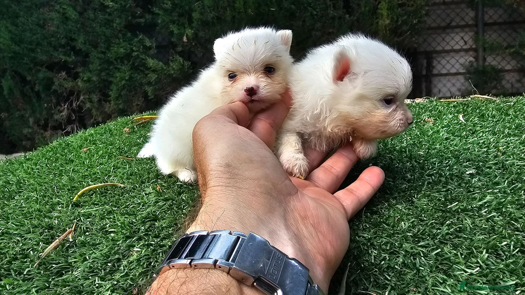 Pomerania perros en venta: Cachorritos Pomerania mini toy - Anuncio 2