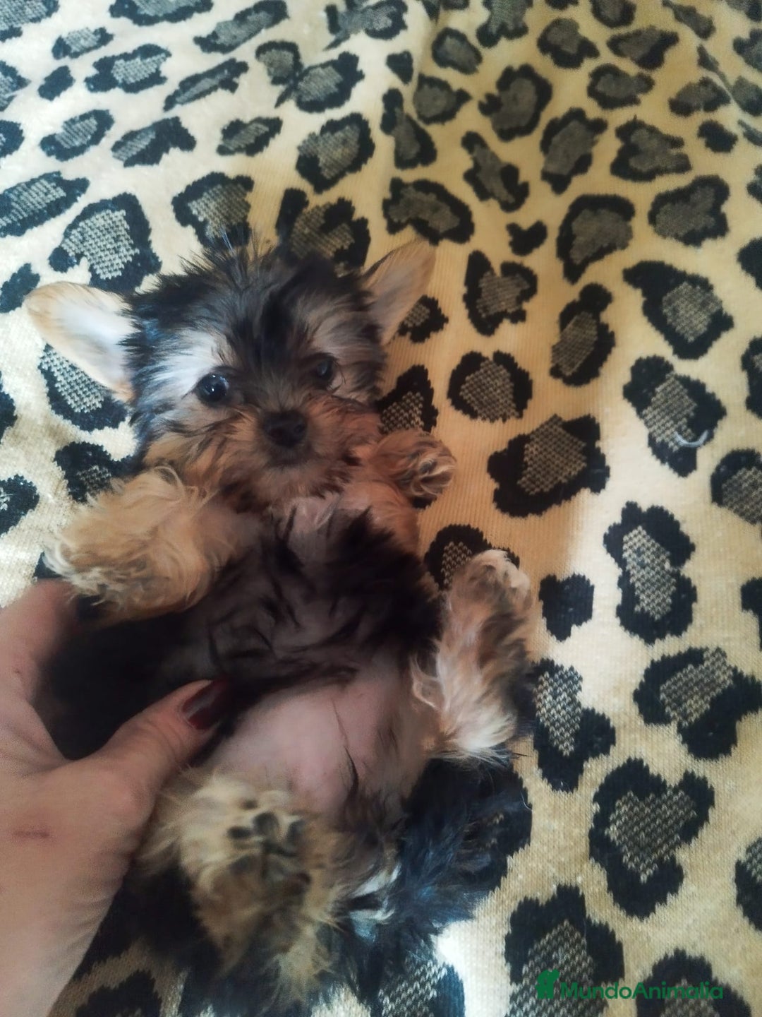 Yorkshire Terrier perros en venta: YORKSHIRE TOY CALIDAD Y SELECCIÓN  - Imagen 8