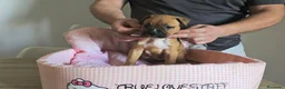 American Staffordshire-Terrier perros en venta: American Staffordshire Terrier  - Anuncio 4