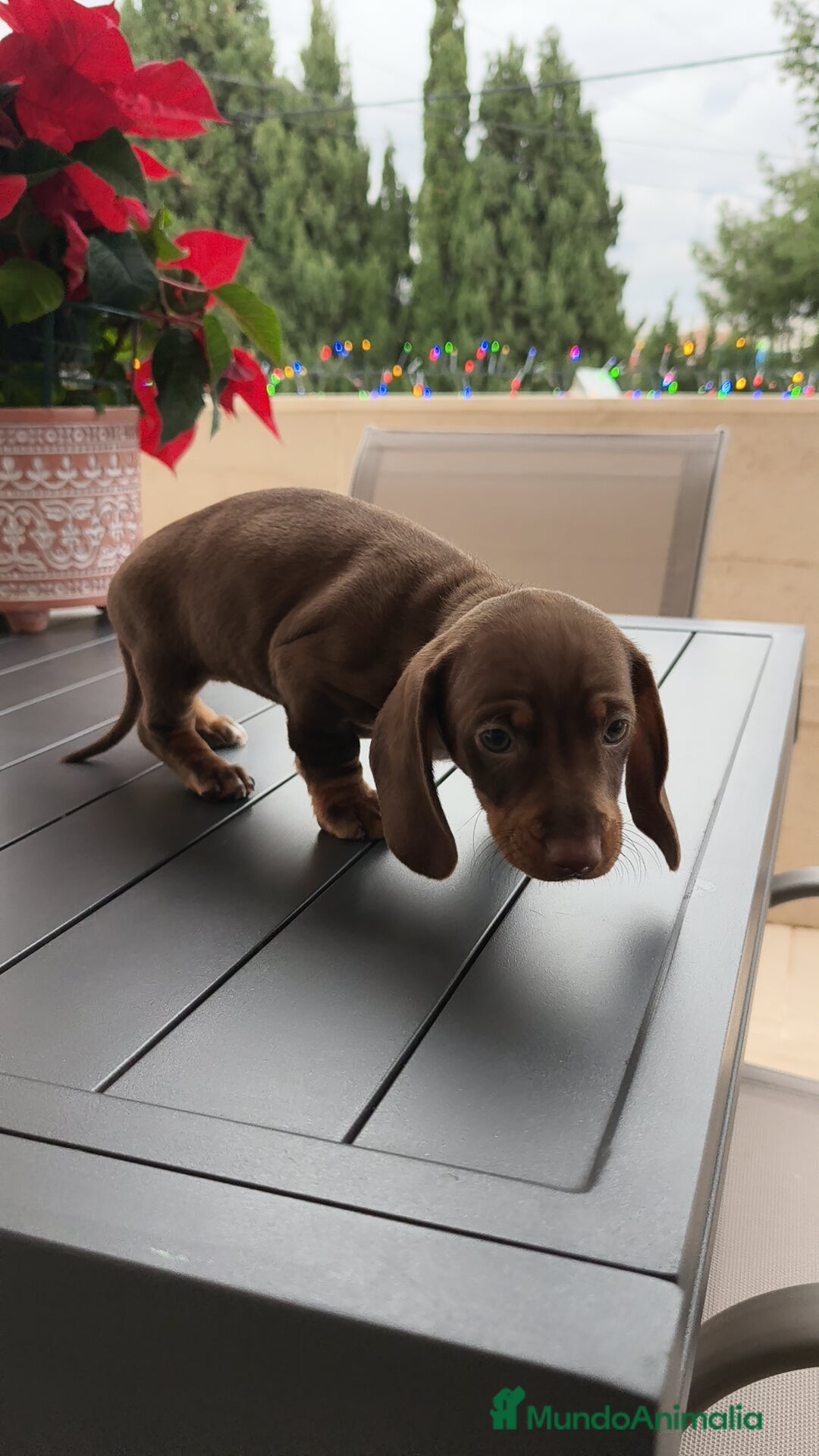 Teckel Miniatura perros en venta: Teckel mini ♀️♂️ - Anuncio 5