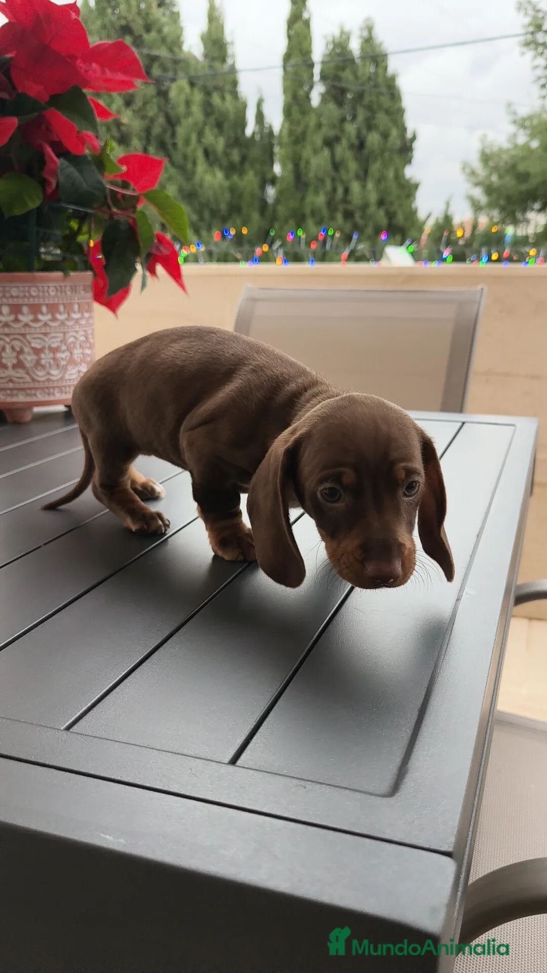 Teckel Miniatura perros en venta: Teckel mini ♀️♂️ - Anuncio 5