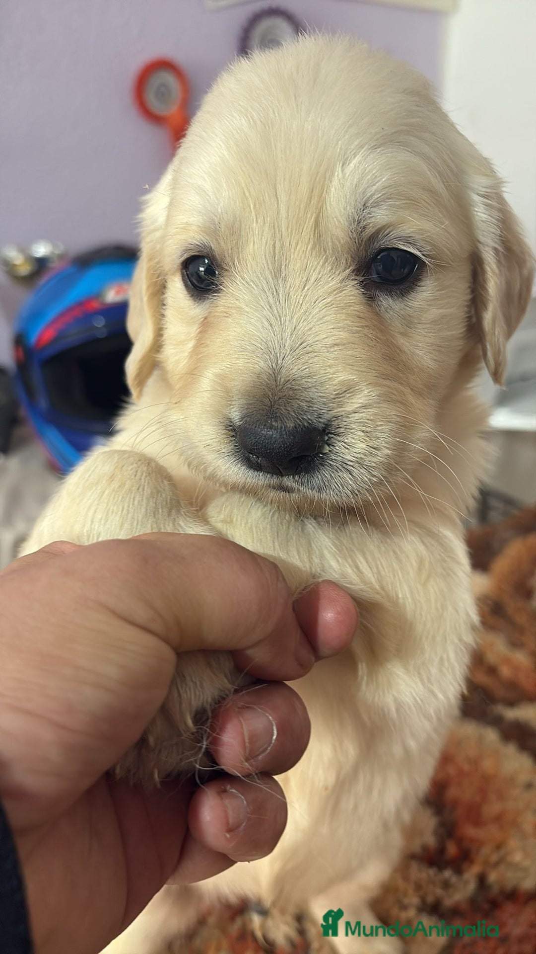 Golden Retriever perros en venta: Golden Retriever disponible  - Anuncio 2