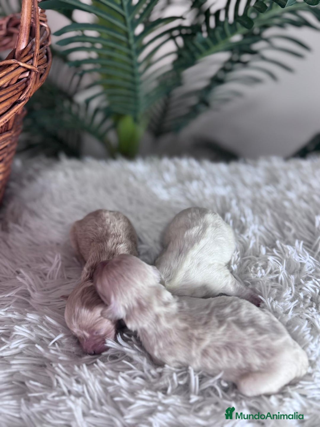 Maltipoo perros en venta: MALTIPOO - Anuncio 17