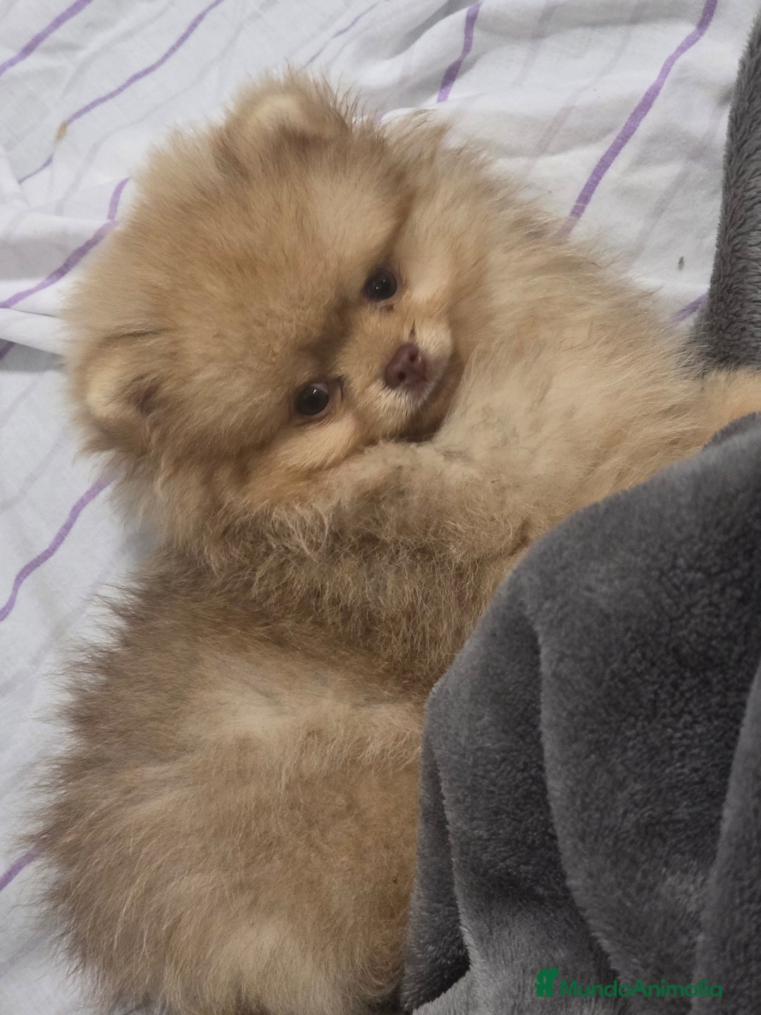Pomerania perros en venta: Pomerania - Imagen 3