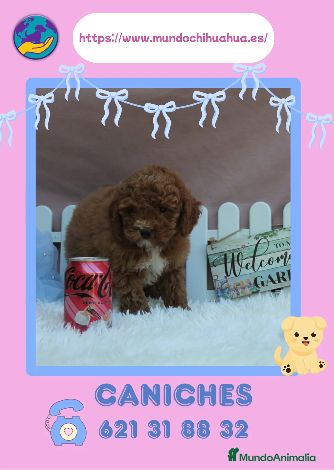Caniche Enano perros en venta: Caniches enanos rojos y apricot 🐩 - Anuncio 1