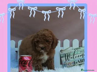 Caniche Enano perros Caniches enanos rojos y apricot 🐩 - Anuncio 20