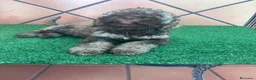 Perro de Agua Español perros en venta: Excelente último cachorrito perro de agua Español - Anuncio 2