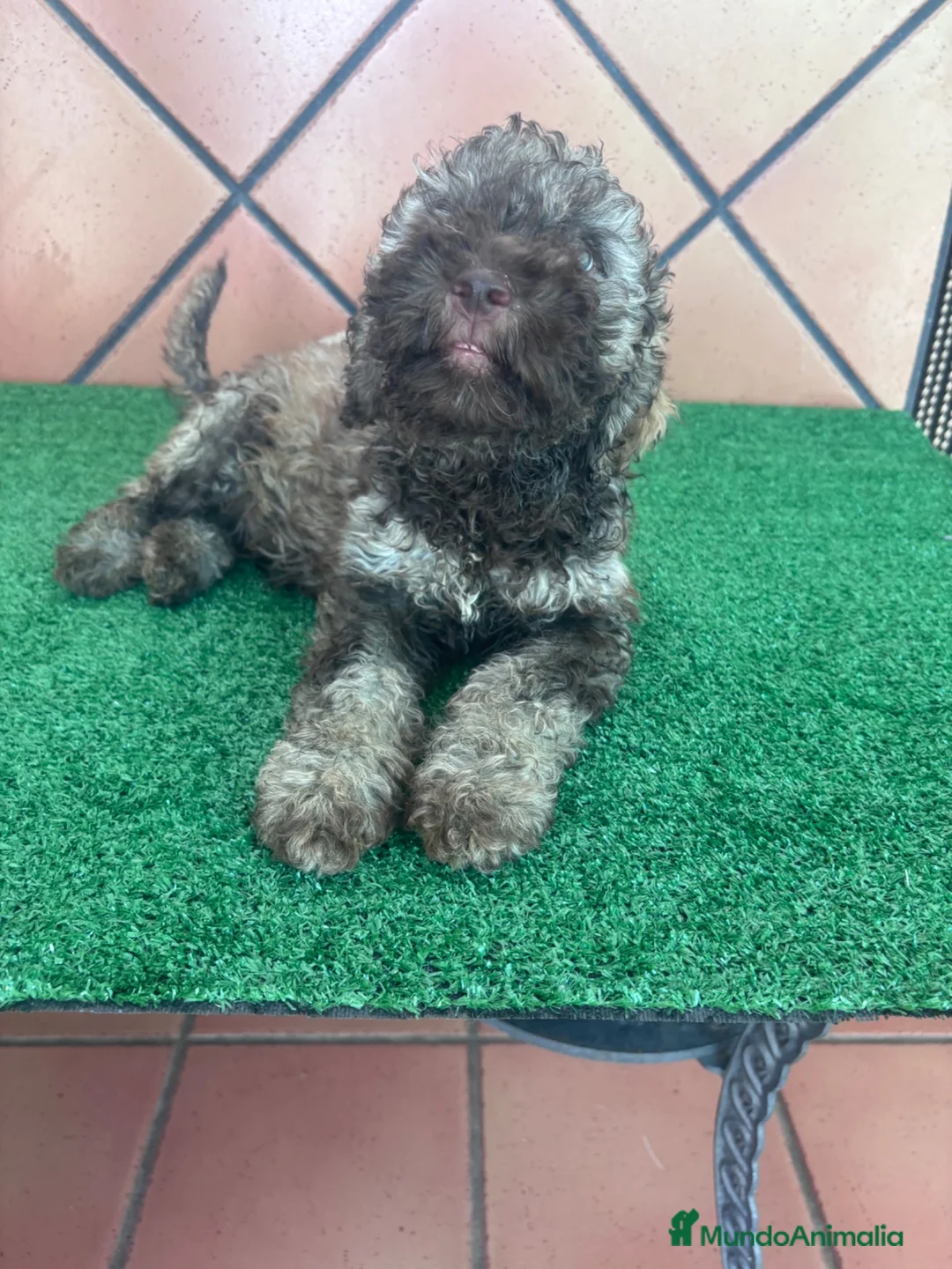 Perro de Agua Español perros en venta: Excelente último cachorrito perro de agua Español - Anuncio 2