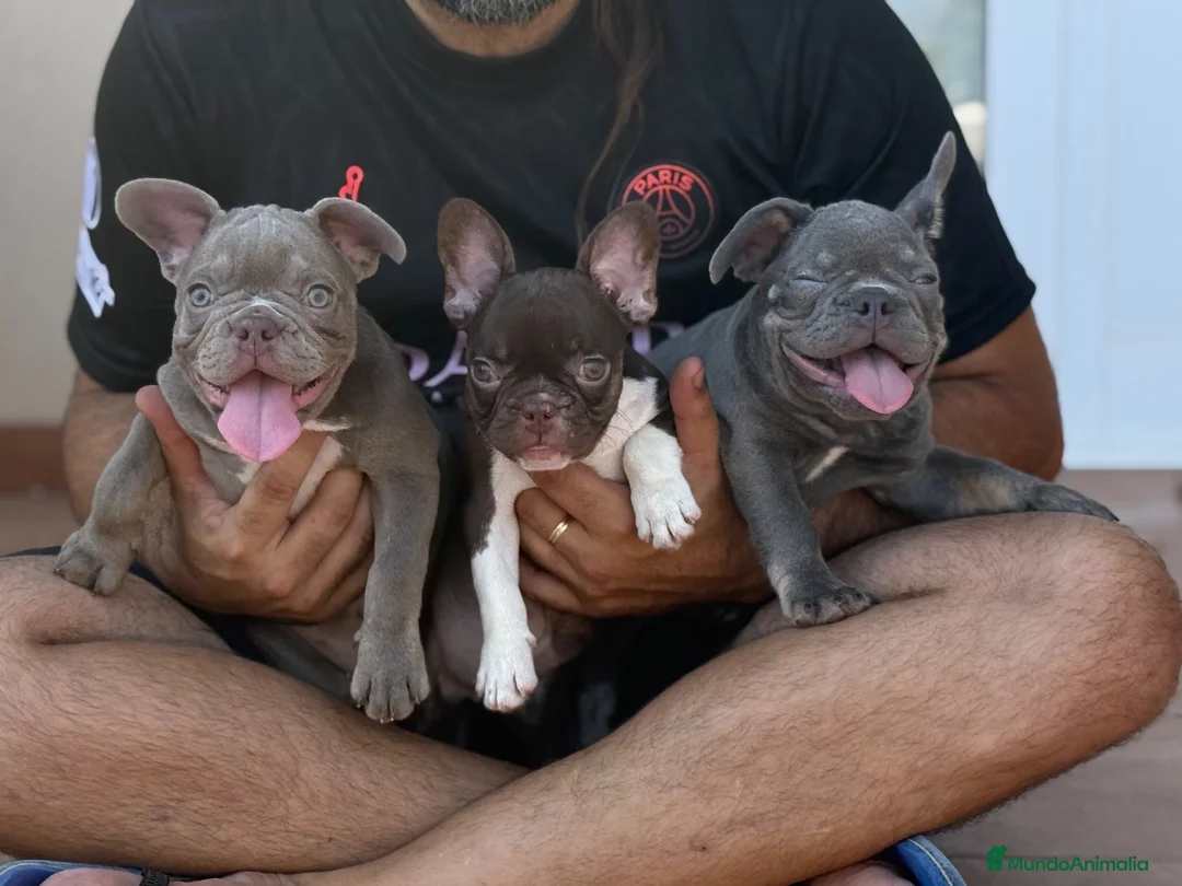 Bulldog Francés perros en venta: Bulldog francés exótico  - Anuncio 2