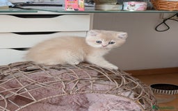 Británico de Pelo Corto gatos en venta: British shorthair en variedad golden - Imagen 12