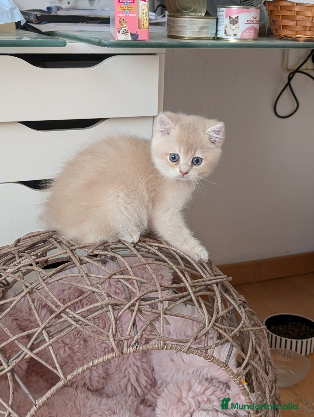 Británico de Pelo Corto gatos en venta: British shorthair en variedad golden - Imagen 12