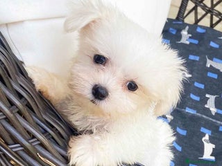 Bichón Maltés perros en Barcelona - Anuncio 12