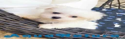 Bichón Maltés perros en venta: Bichon Maltés Macho de Kusita2 6886 - AQUANATURA en Barcelona - Anuncio 1