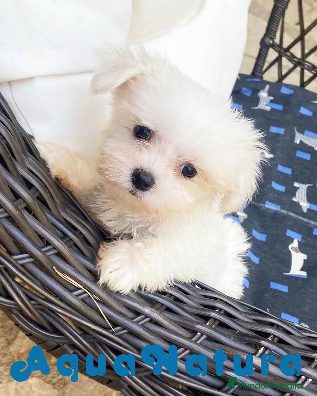Bichón Maltés perros en venta: Bichon Maltés Macho de Kusita2 6886 - AQUANATURA en Barcelona - Anuncio 1