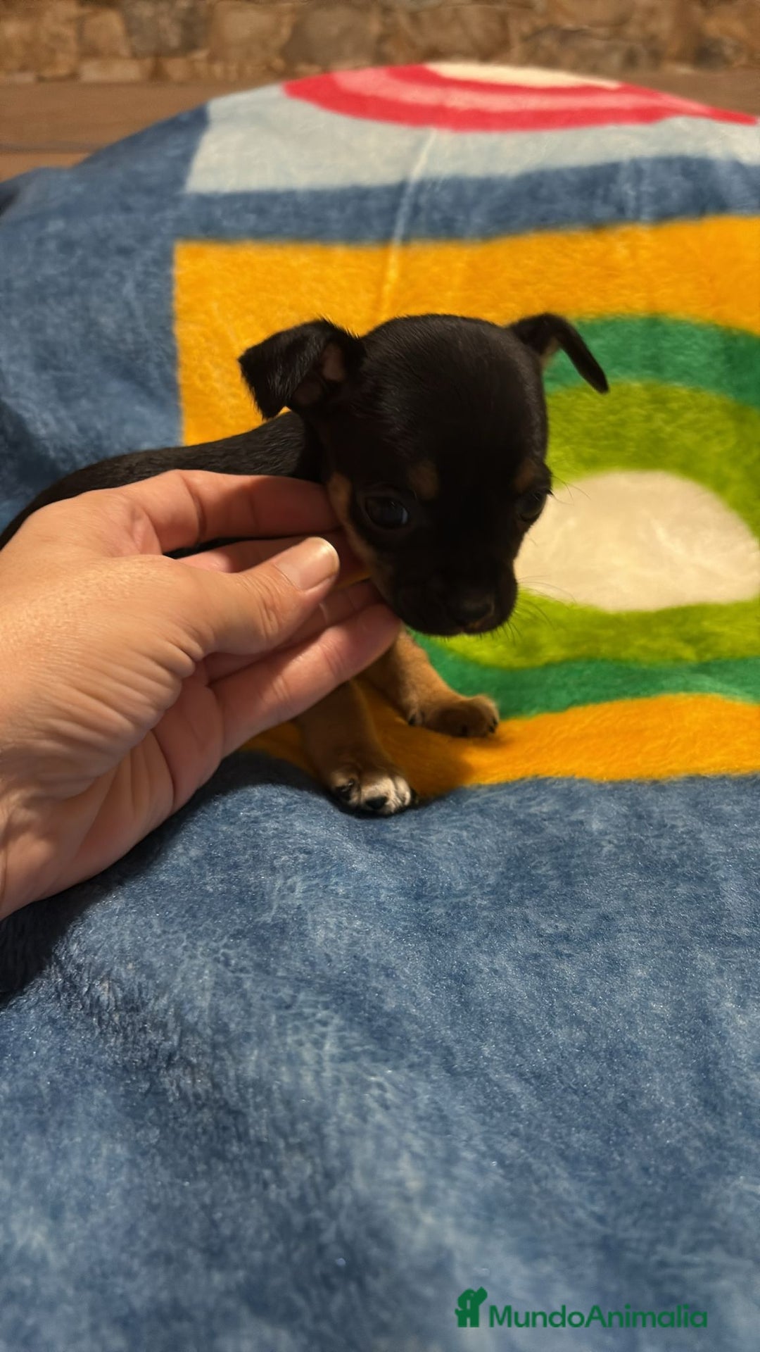 Pinscher Miniatura perros en venta: Pinscher miniatura tricolor - Anuncio 15