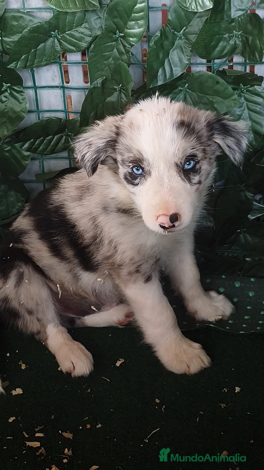 Border Collie perros Borde collie  - Anuncio 1