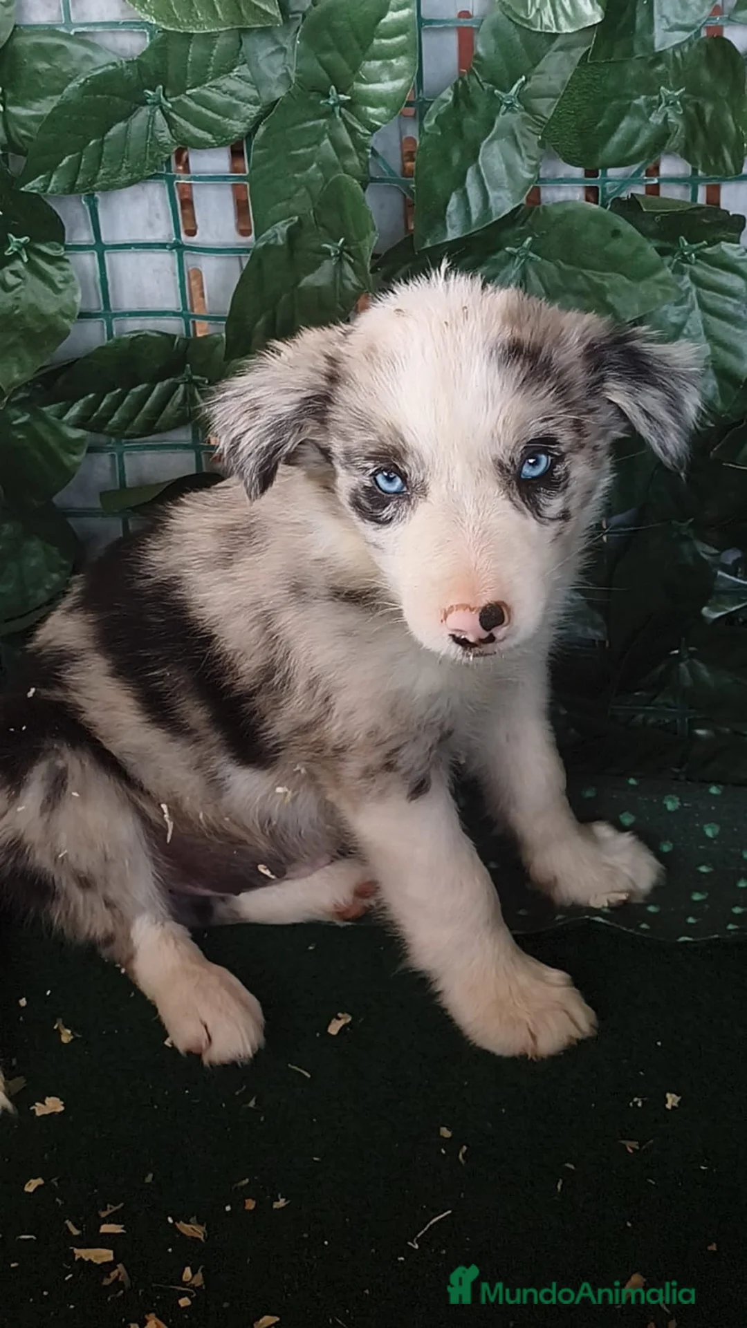 Border Collie perros en venta: Borde collie  - Anuncio 1