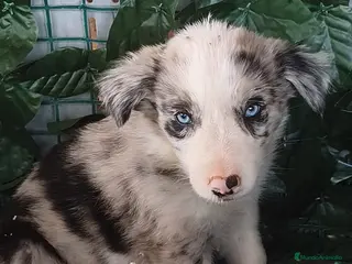 Border Collie perros Borde collie - Anuncio 5