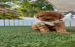 Caniche Toy perros en venta: CANICHE TOY  - Imagen 18