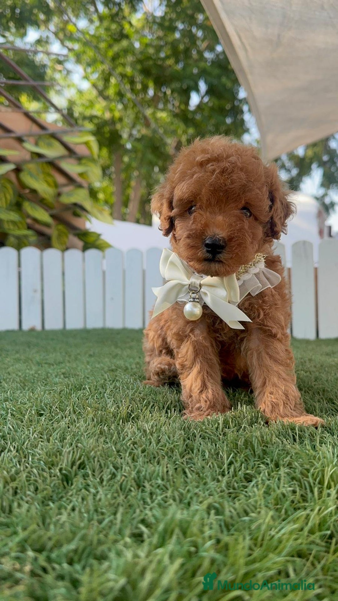 Caniche Toy perros en venta: CANICHE TOY  - Imagen 18