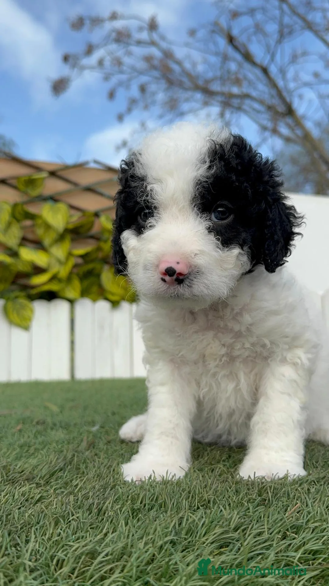 Perro de Agua Español perros en venta: PERRO DE AGUA HEMBRA - Anuncio 14