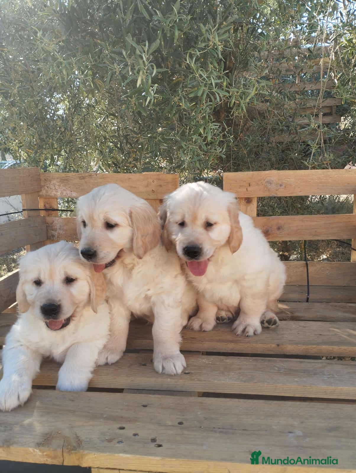 Golden Retriever perros Cachorros de Golden Retriever - Anuncio 2