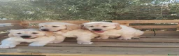 Golden Retriever perros en venta: ULTIMOS GOLDEN RETRIEVER, SUPER OFERTA. - Anuncio 4