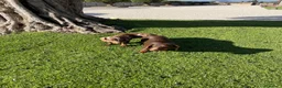 Teckel Miniatura perros en venta: Teckel miniatura y kaninchen - Anuncio 14
