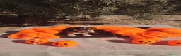 Chihuahua perros en venta: Gran camada de CHIHUAHUA. - Anuncio 2
