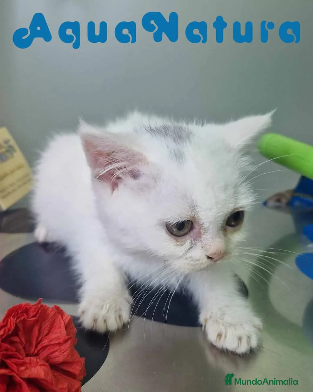 Británico de Pelo Corto gatos en venta: British Shorthair Hembra 1741 AQUANATURA - Anuncio 5