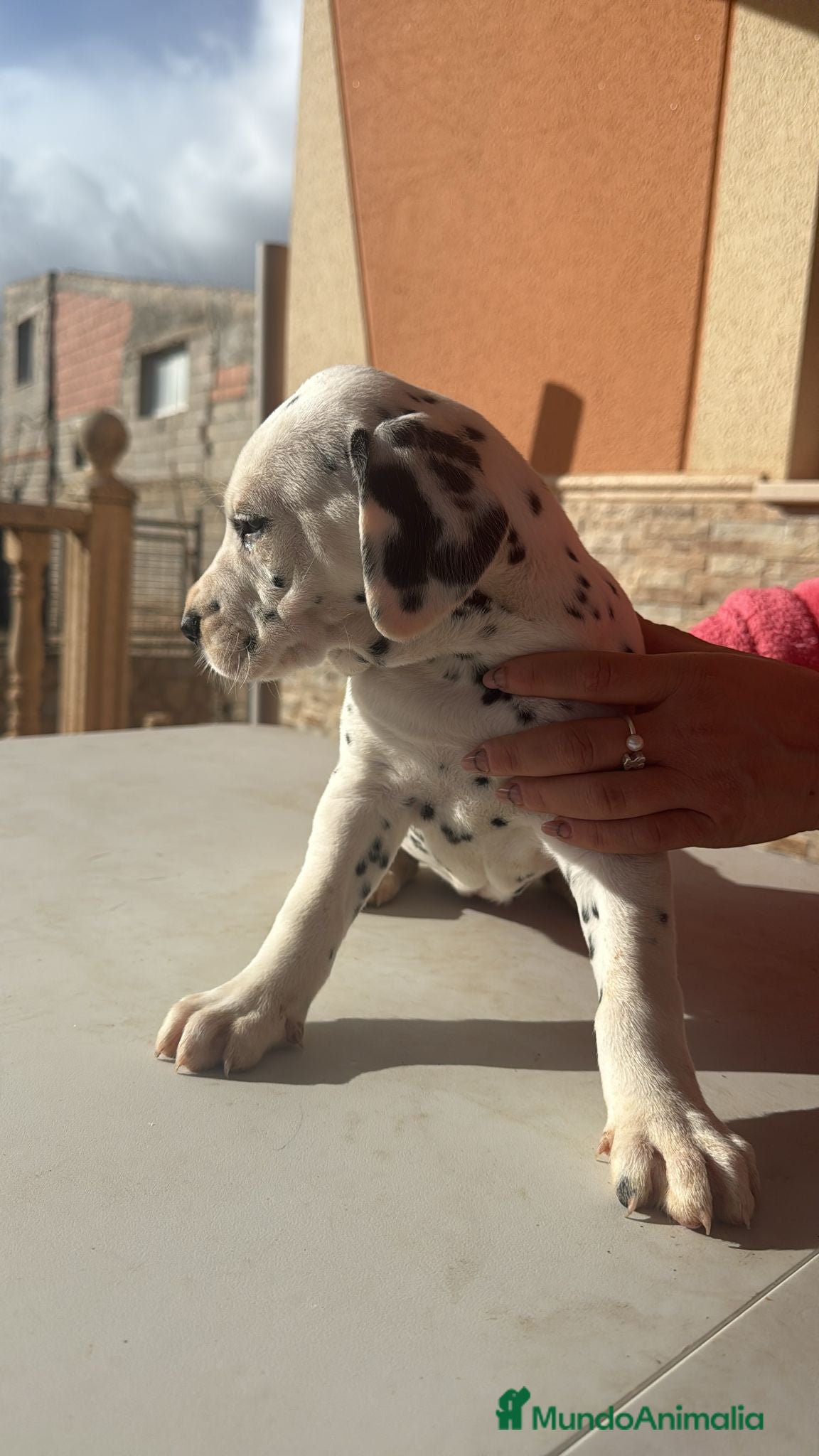 Dálmata perros Dalmata  - Anuncio 2