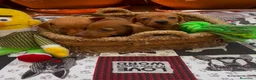 Teckel Miniatura perros en venta: Teckel kaninchen - Anuncio 2