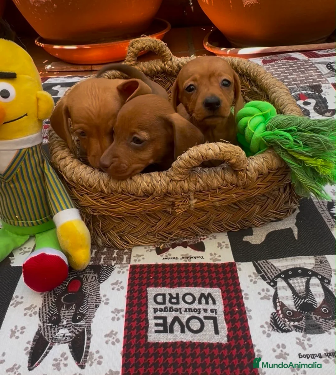 Teckel Miniatura perros en venta: Teckel kaninchen - Anuncio 2