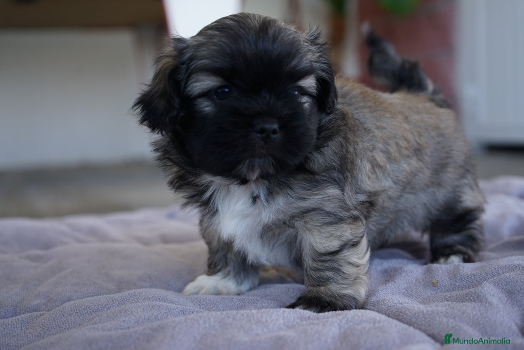 Maltipoo perros en venta: 🐾 Max y Pum – Maltipoo en tonos oscuros 🌙🤎 - Anuncio 4