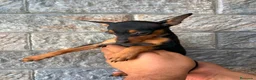 Ratón de Praga perros en venta: Ratón de Praga  - Anuncio 4