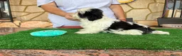 Shih Tzu perros en venta: Shihtzu blanco y negro - Anuncio 1