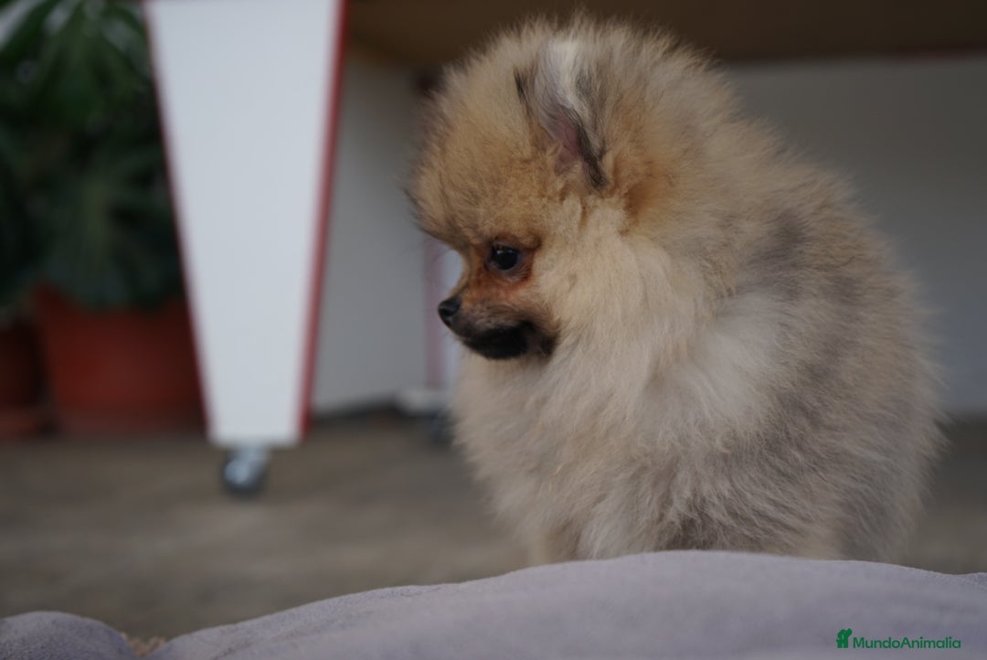 Pomerania perros en venta: 🔥 Sparky – Pomerania Mini Toy rojo 🐾 - Imagen 5