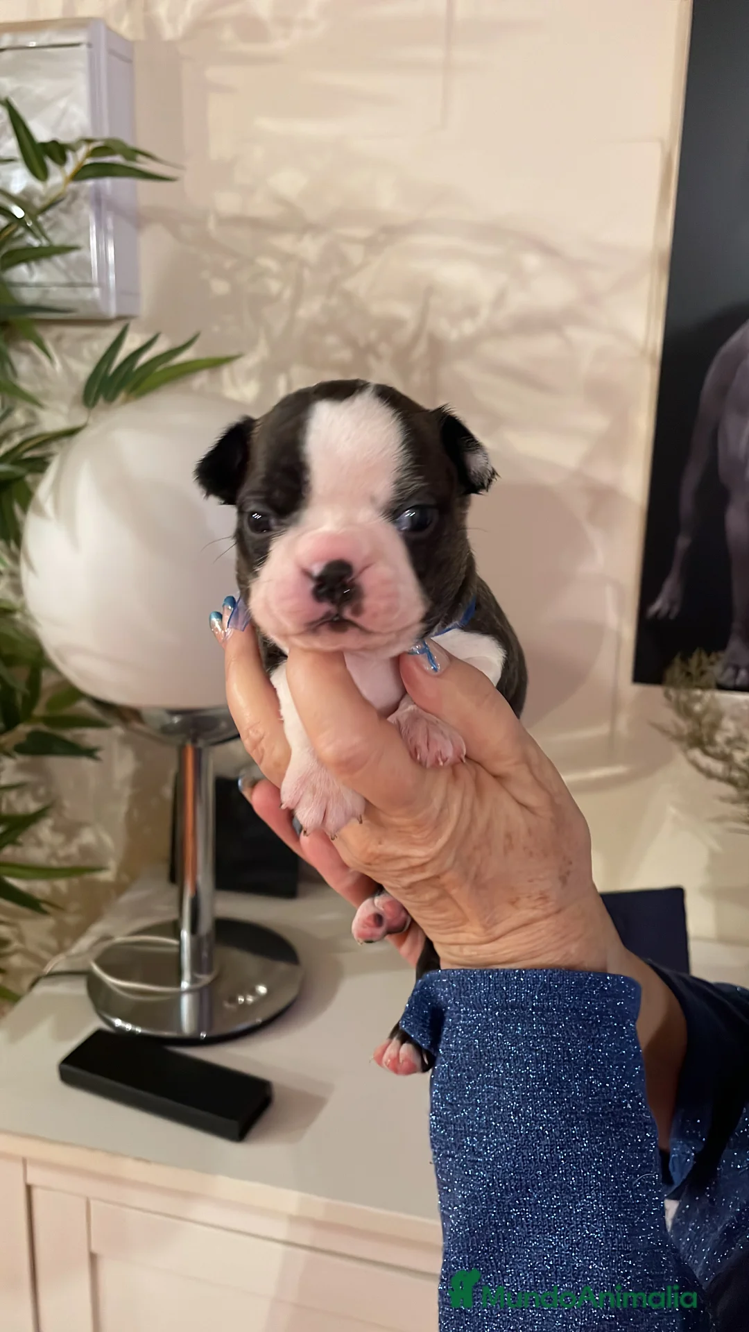 Boston Terrier perros en venta: Boston Terrier cachorros - Anuncio 4