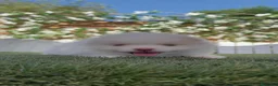 Pomerania perros en venta: POMERANIA - Anuncio 3
