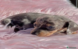 Teckel Miniatura perros en venta: Teckel Kaninchen arlequín - Imagen 5