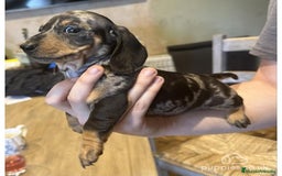 Teckel Miniatura perros en venta: Teckel mini - Imagen 1