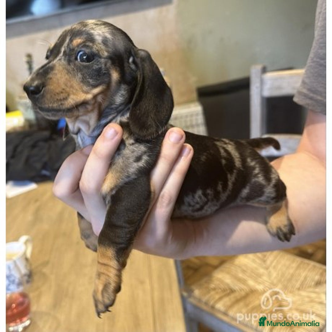 Teckel Miniatura perros en venta: Teckel mini - Imagen 1